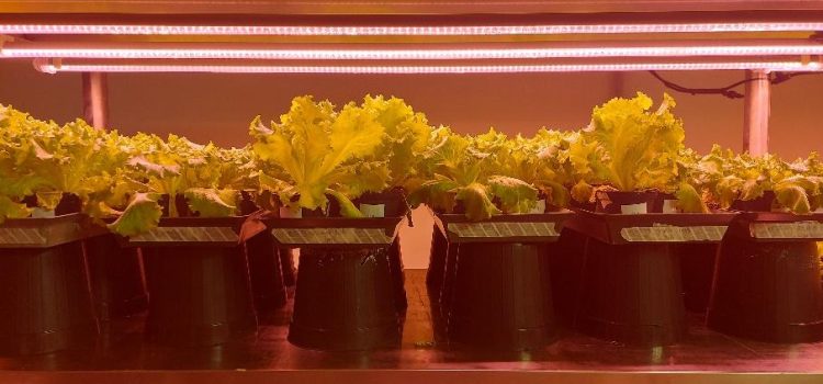Biostimolanti Innovativi e Agricoltura Sostenibile: La Ricerca del Team di Produzioni Vegetali UNIMORE Biostimolanti Innovativi e Agricoltura Sostenibile: La Ricerca del Team di Produzioni Vegetali UNIMORE